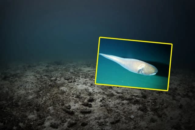 Ile procent oceanu jest odkryte? Zaskakujące fakty o głębinach